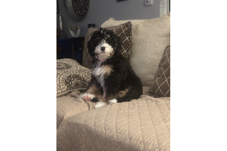 Mini Bernedoodle Puppy for Adoption