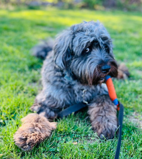 Mini Bernedoodle