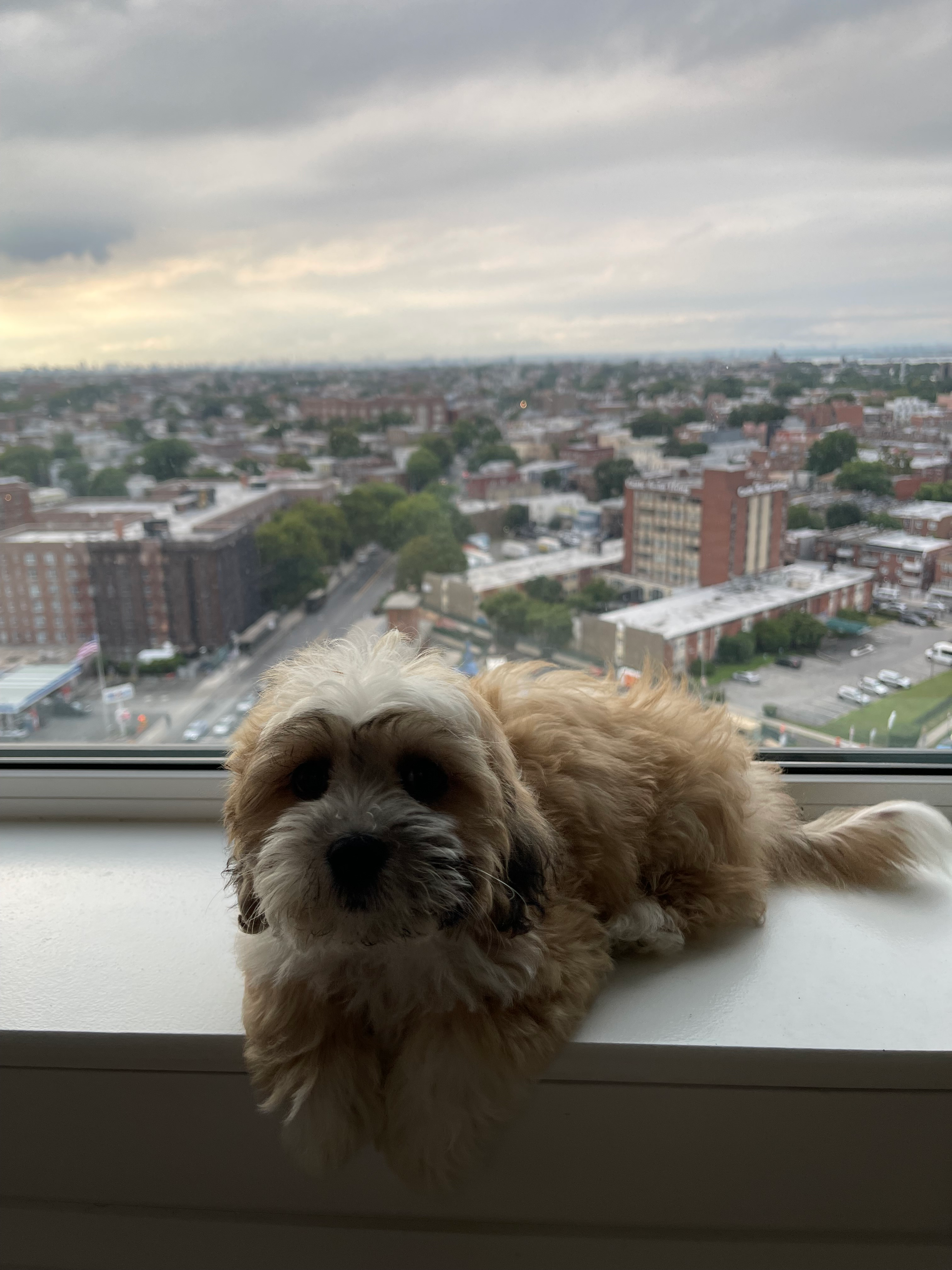 Teddy Bear Puppy for Adoption