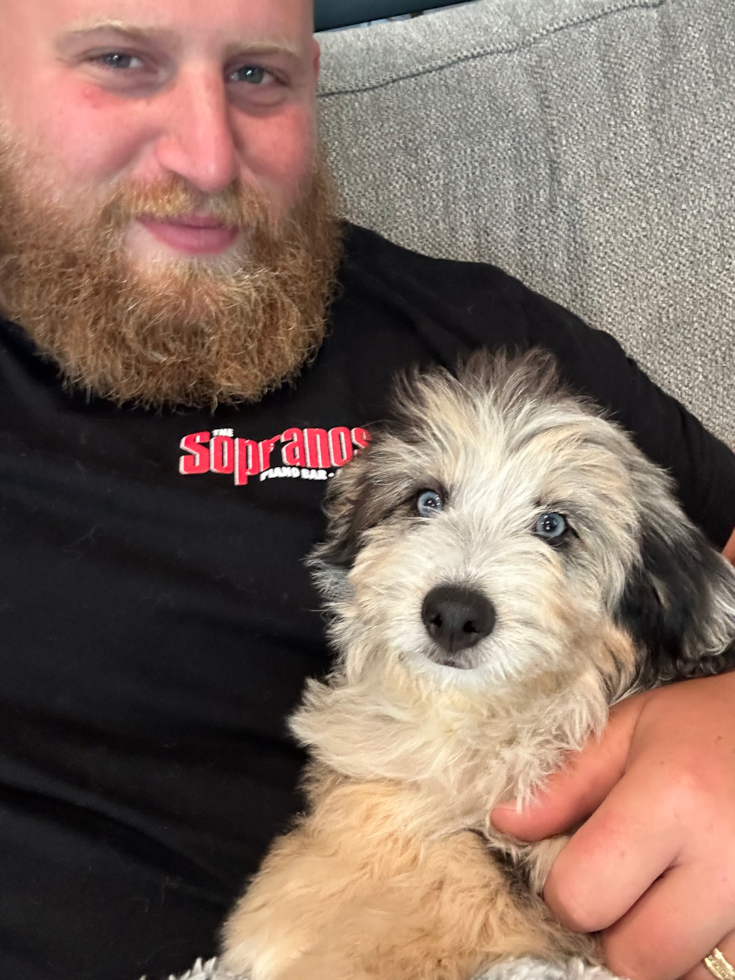 Fluffy Mini Pomskydoodle Poodle Mix Pup