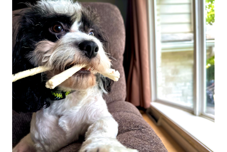 Cavachon Puppy for Adoption