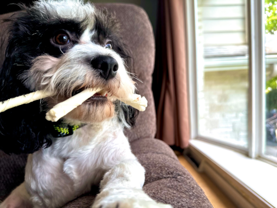 Marley Bob