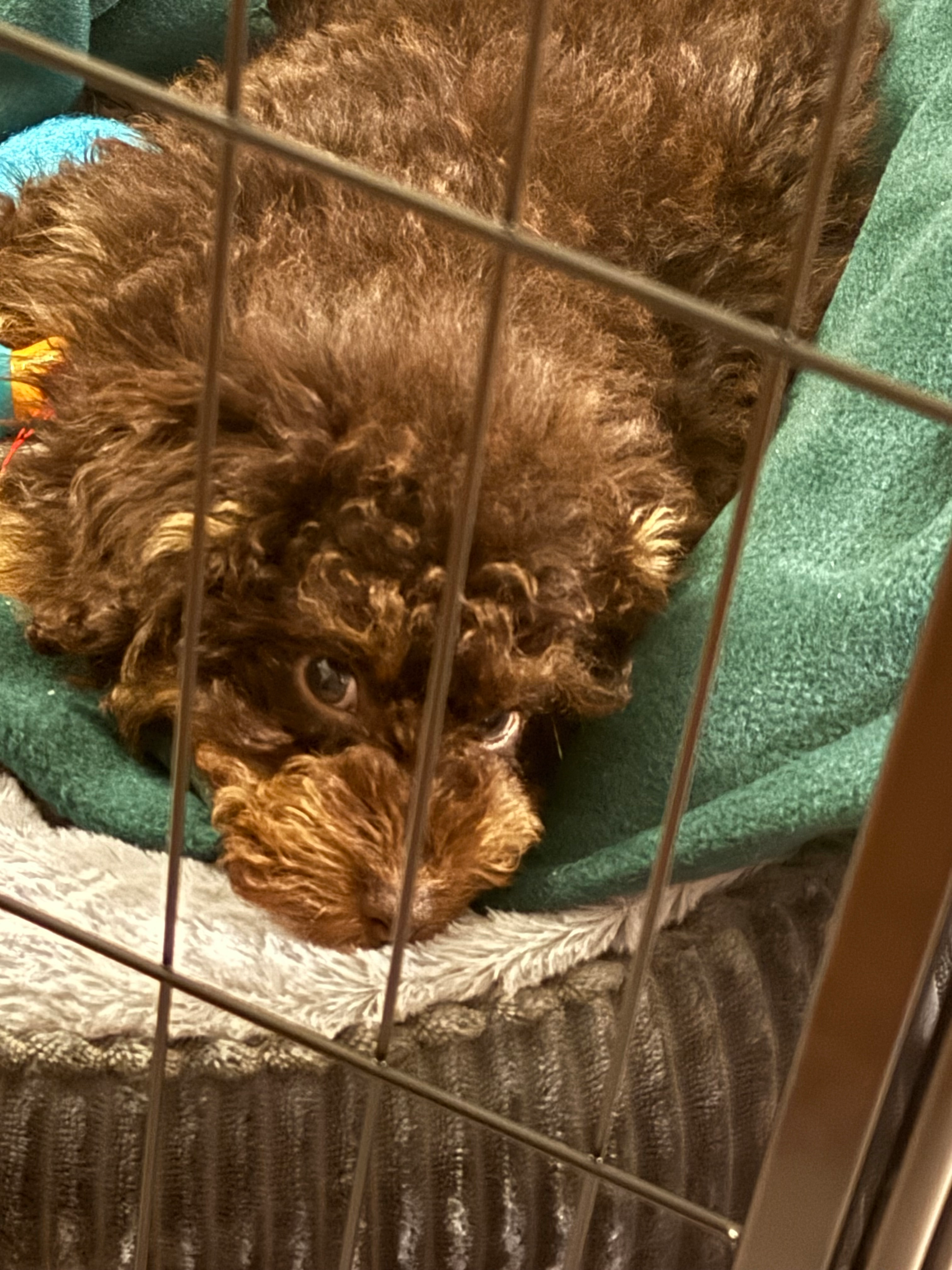 Poodle Puppy for Adoption