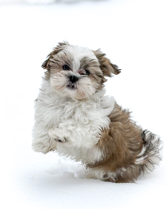 Teddy Bear