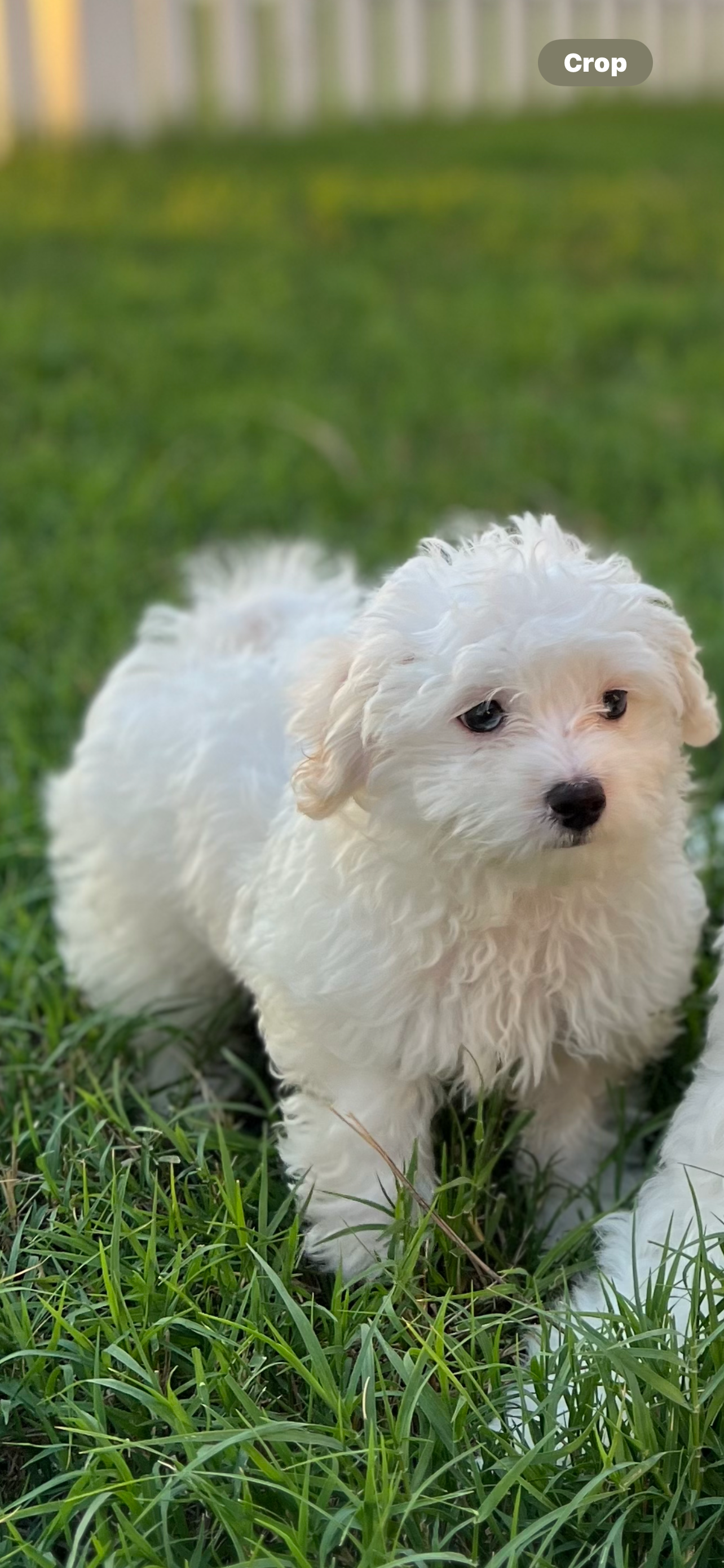 Sweet Maltipoo Baby