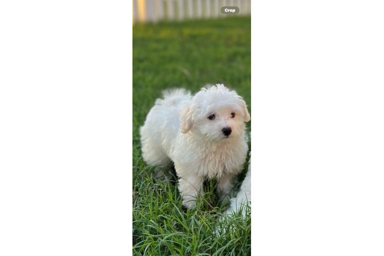 Sweet Maltipoo Baby