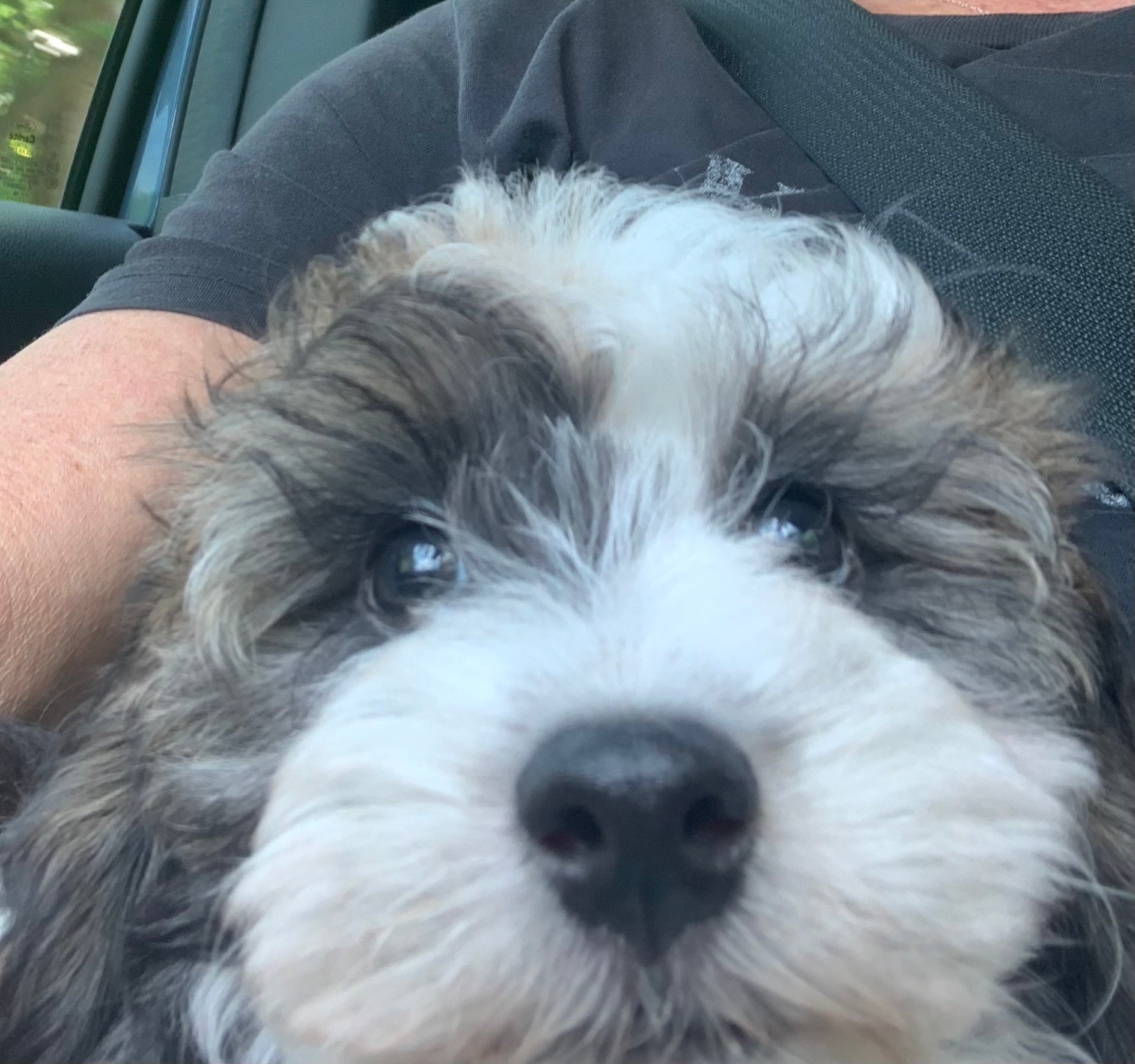 Cute Havapoo Baby