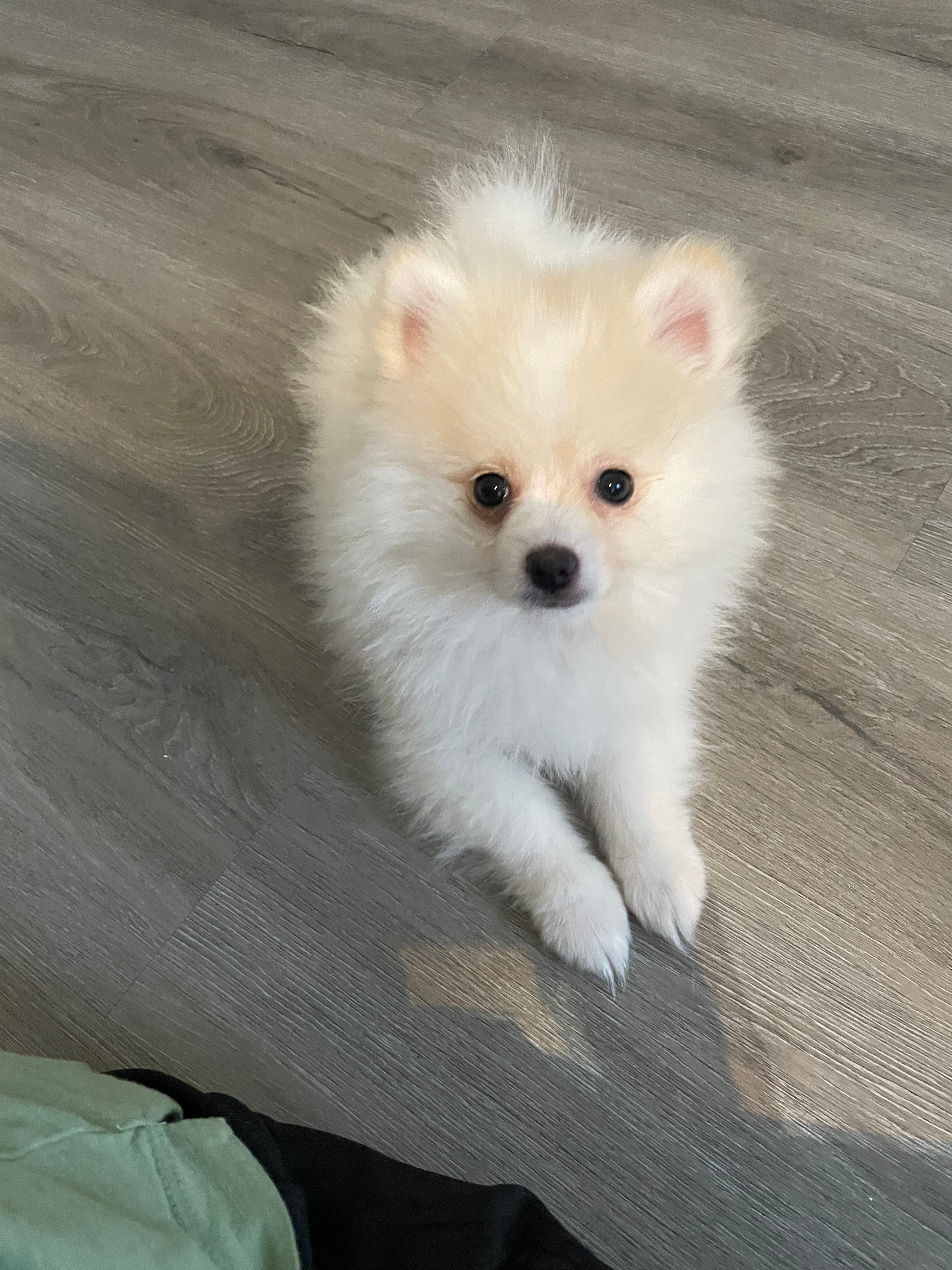 Cute Pomeranian Purebred Puppy