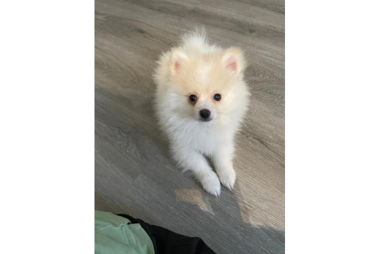 Cute Pomeranian Purebred Puppy