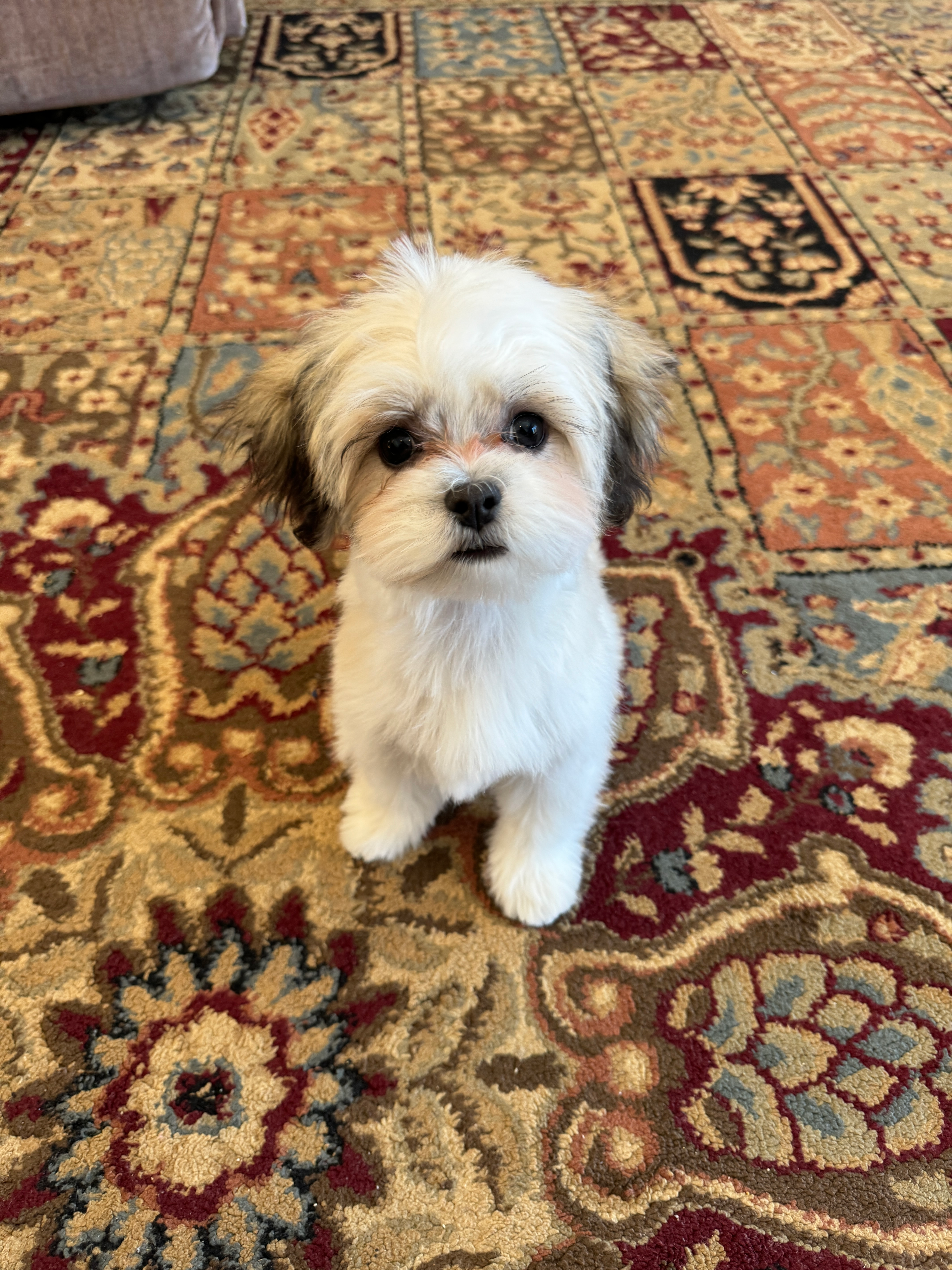 Petite Teddy Bear Designer Pup
