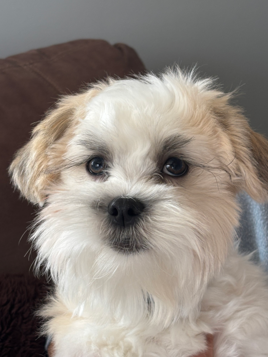 Teddy Bear