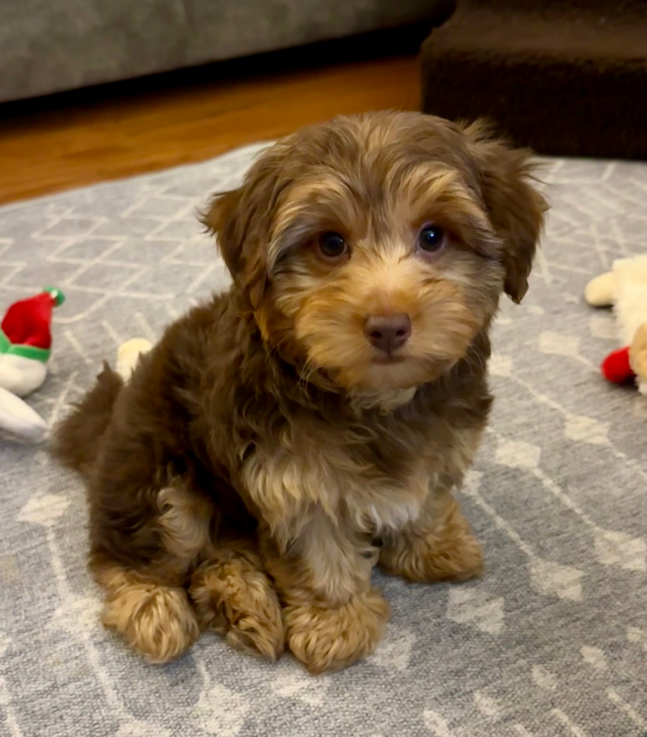 Yorkie Poo Puppy for Adoption