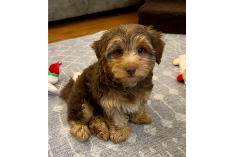 Yorkie Poo Puppy for Adoption