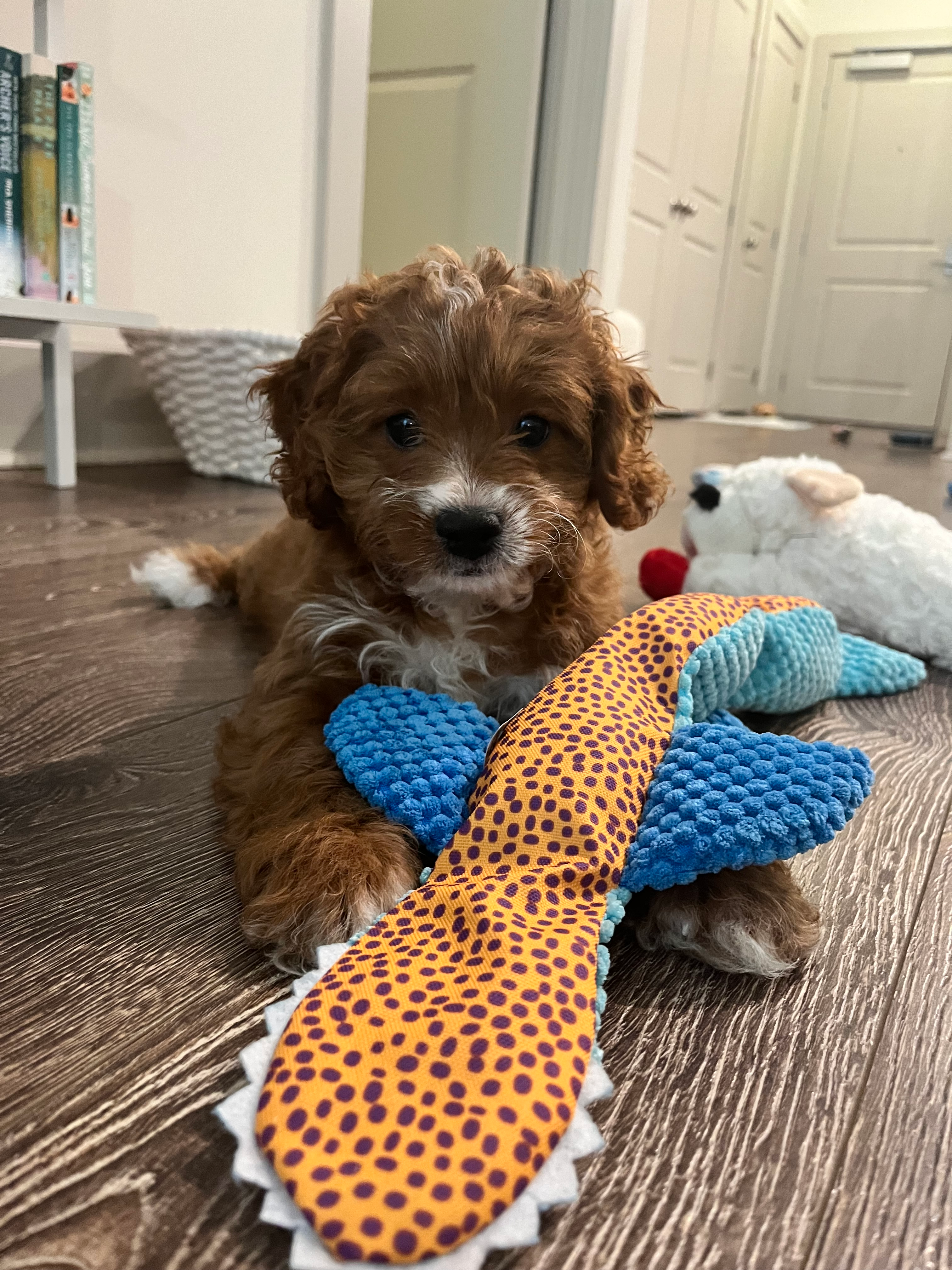 Cavapoo Pup Being Cute