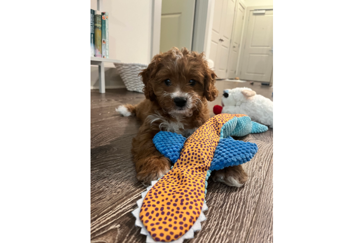 Cavapoo Pup Being Cute