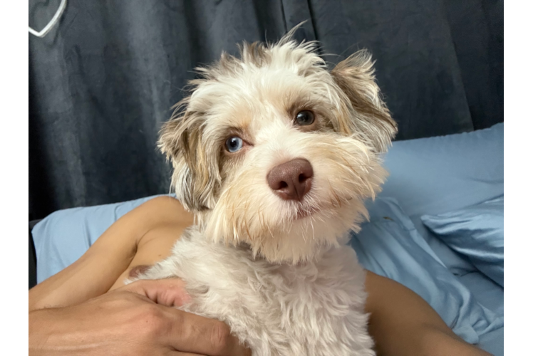 Mini Aussiedoodle Puppy for Adoption