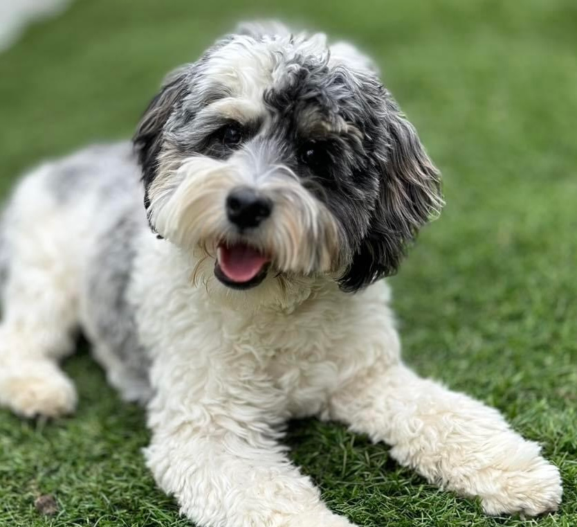 Havapoo Puppy for Adoption