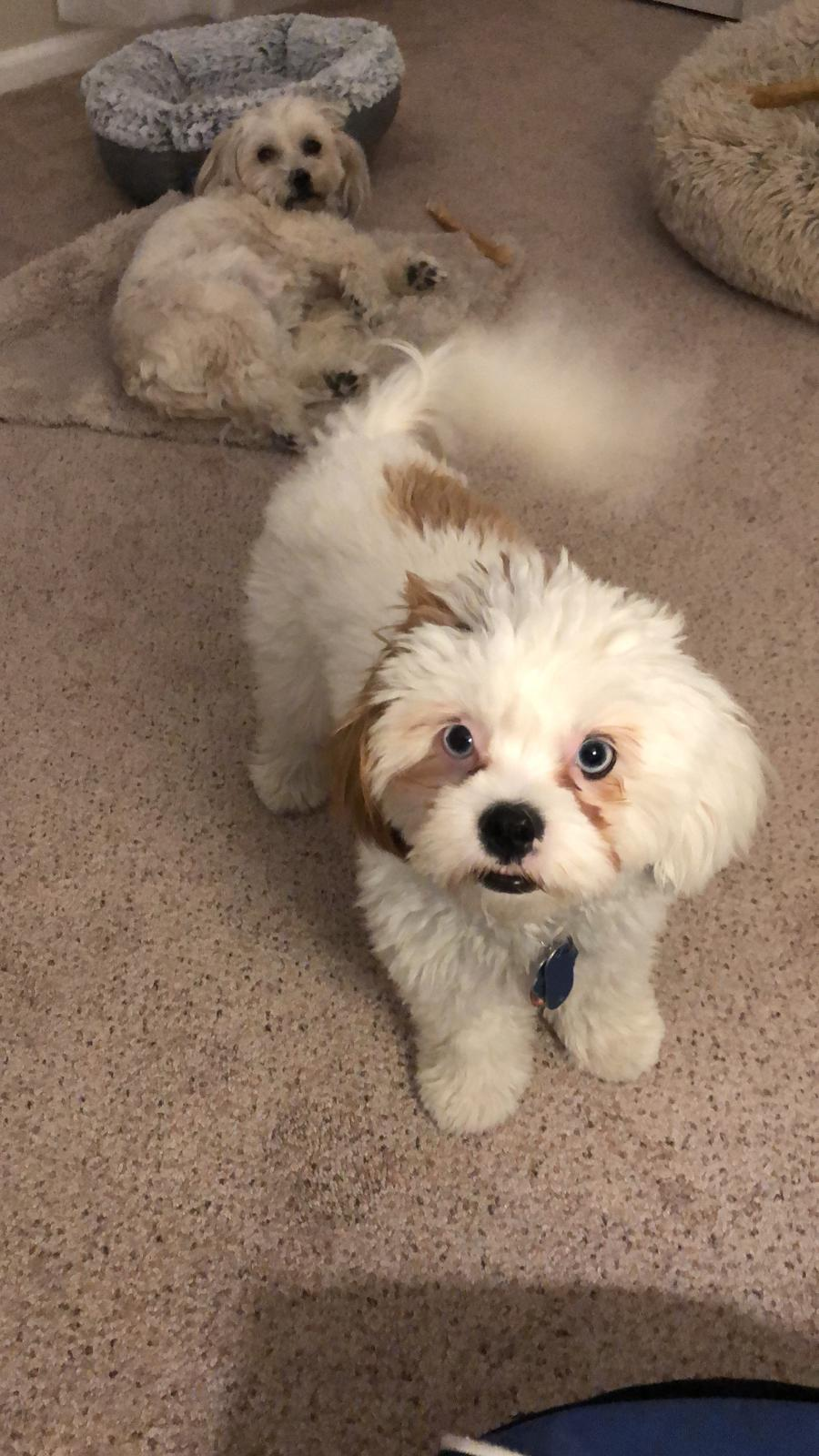 Best Teddy Bear Baby