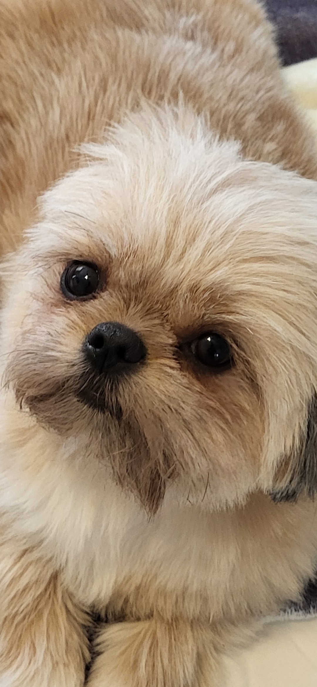 Pomsky, Yorkie, Mini Goldendoodle, Cavapoo, Morkie puppy photos
