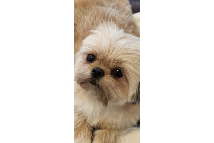 Shih Pom Pup Being Cute