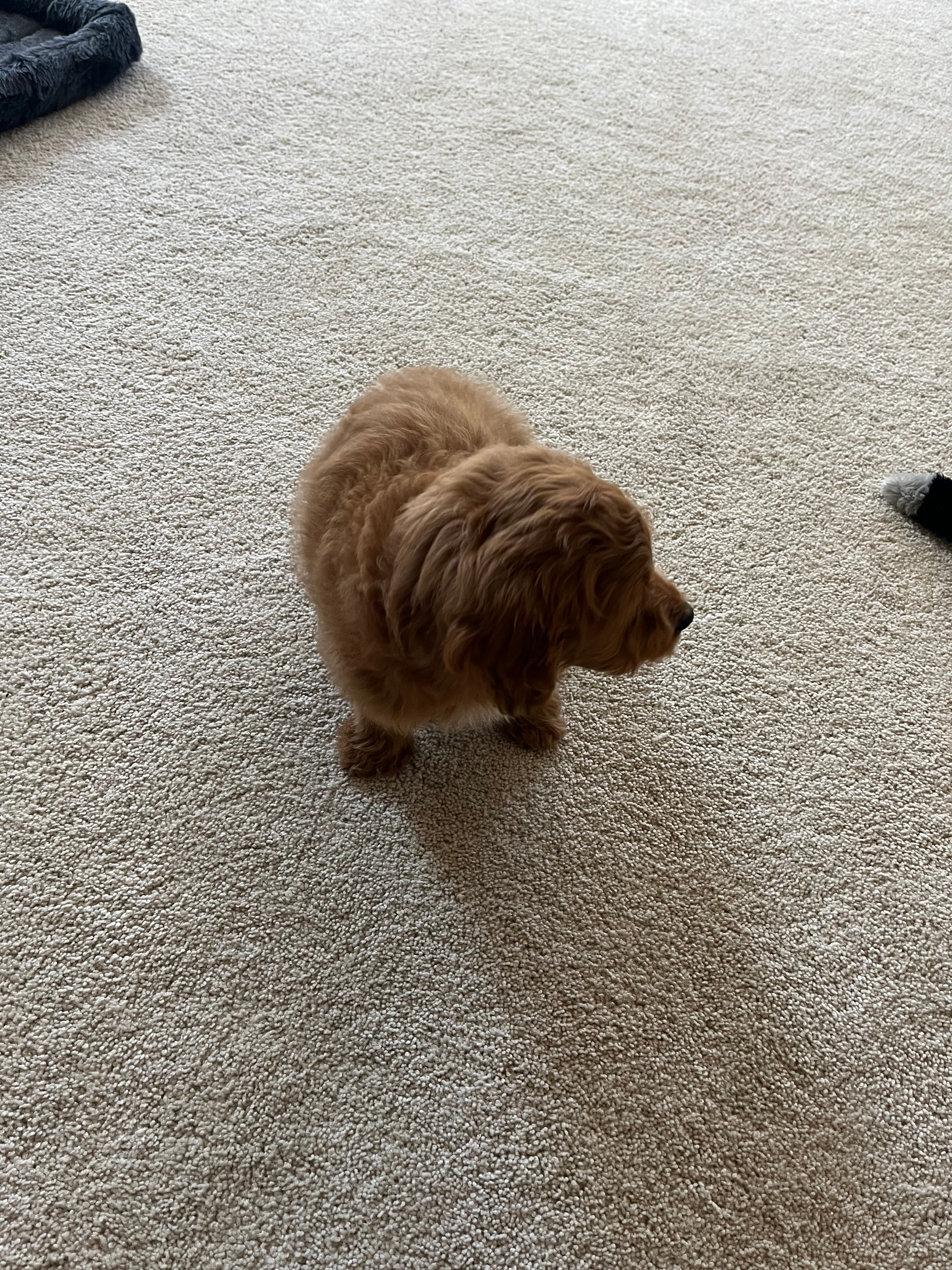 Cavapoo Pup Being Cute