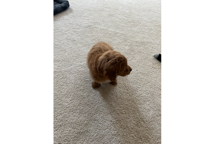 Cavapoo Pup Being Cute