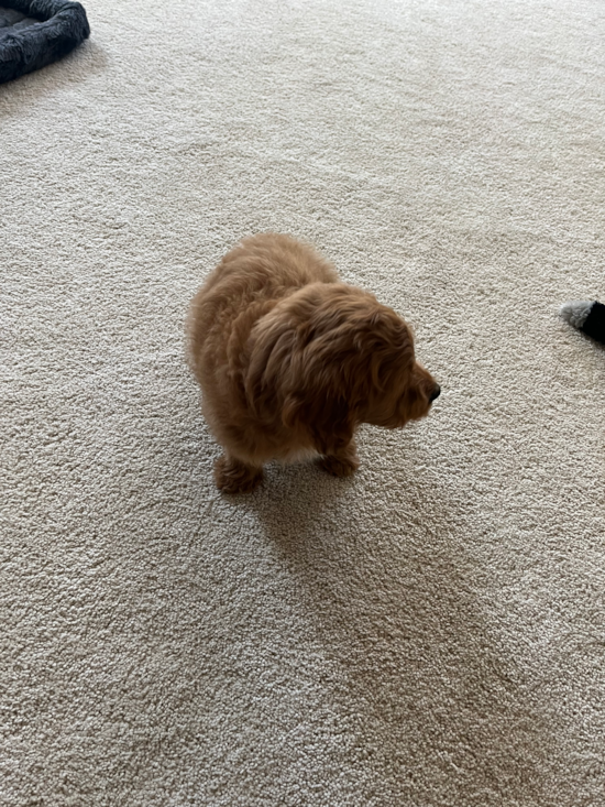 Cavapoo