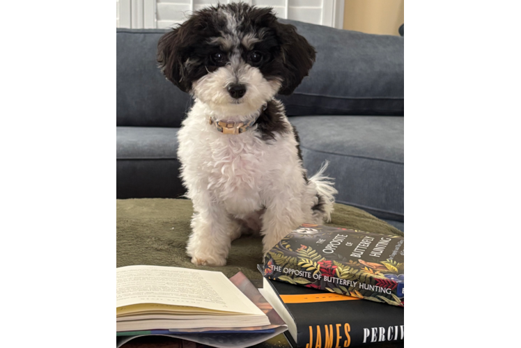 Havapoo Puppy for Adoption