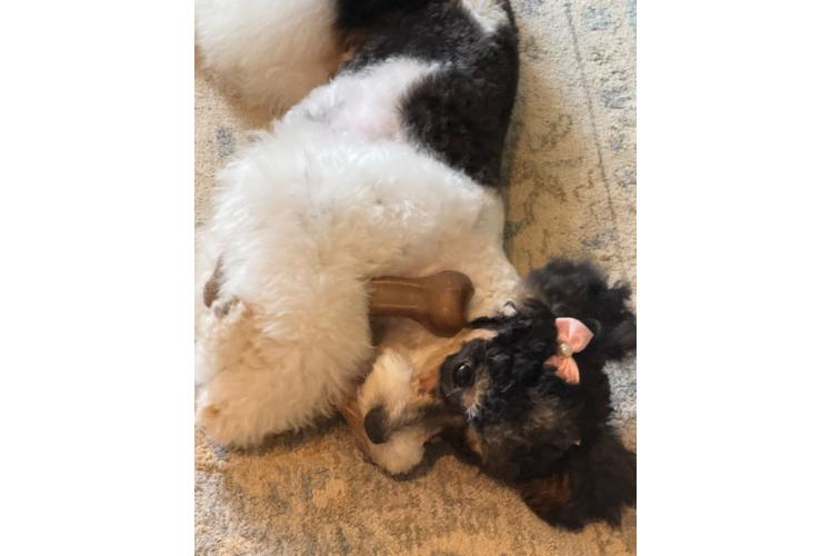 Small Poodle Purebred Pup