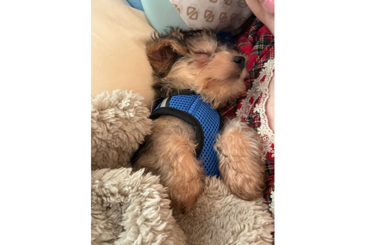 Yorkie Poo Pup Being Cute