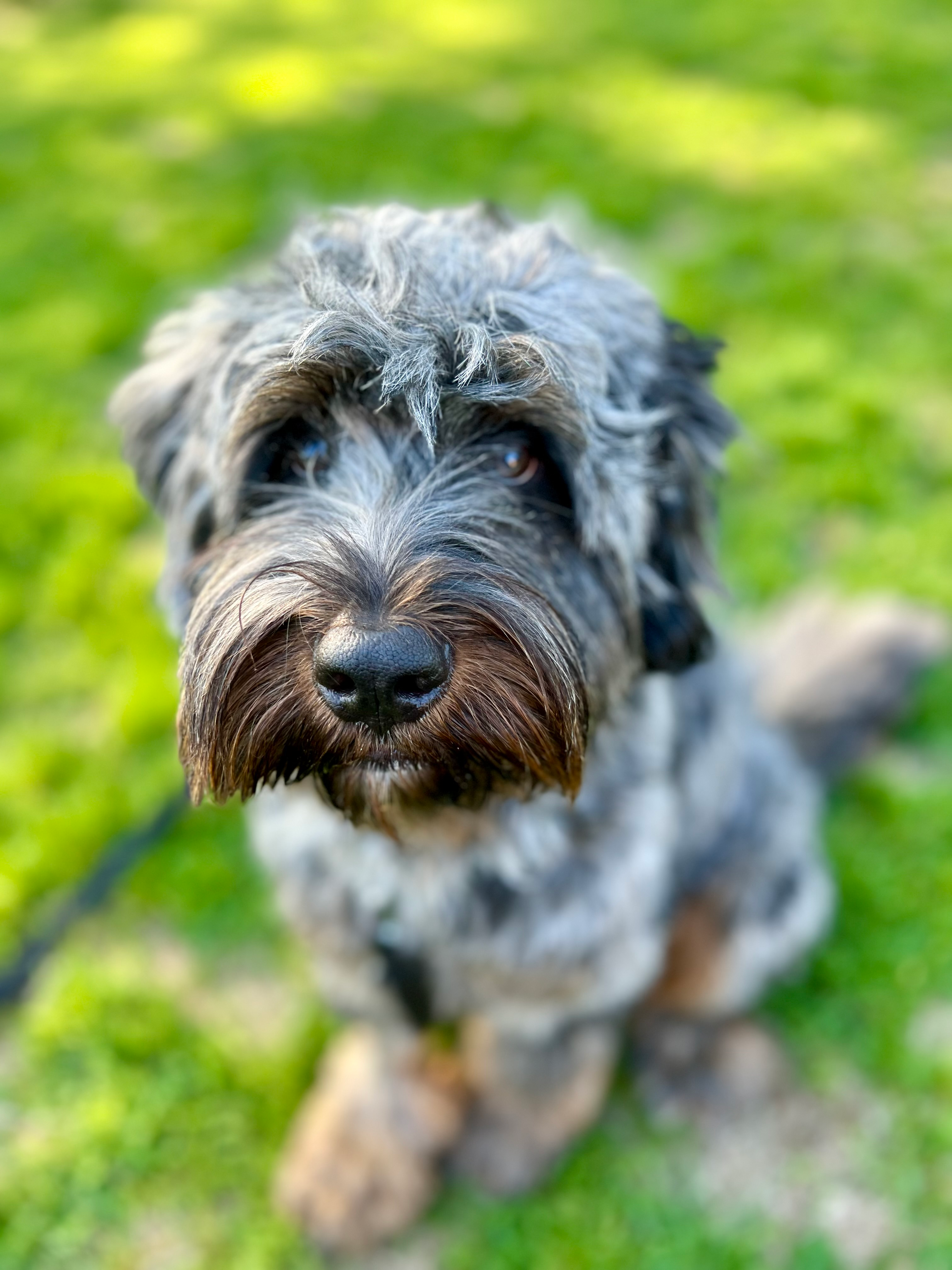 Mini Bernedoodle Puppy for Adoption