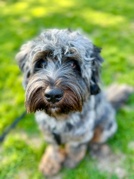 Waylon