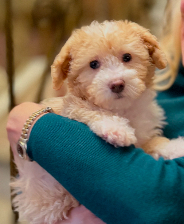 Best Poochon Baby