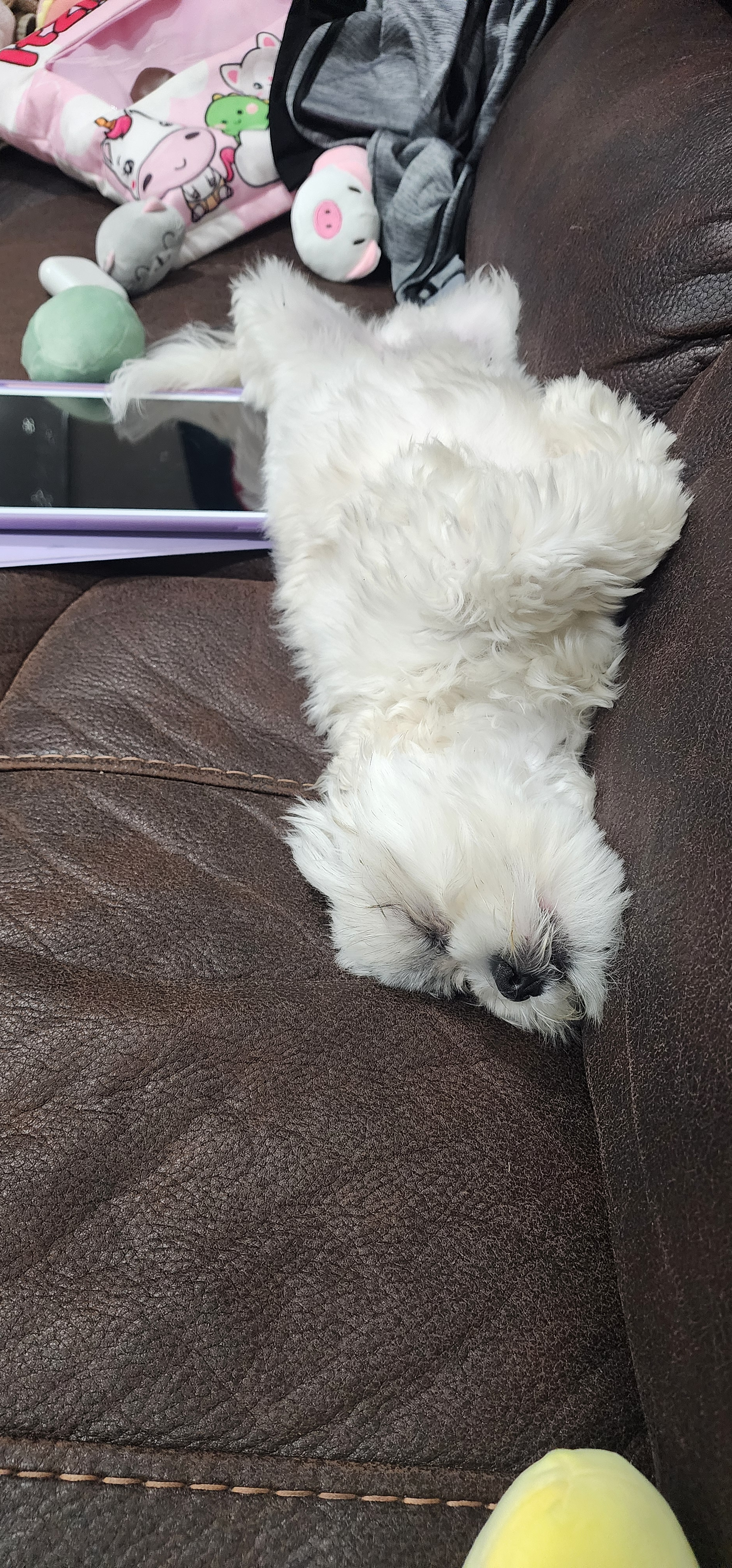 Adorable Shit Designer Puppy