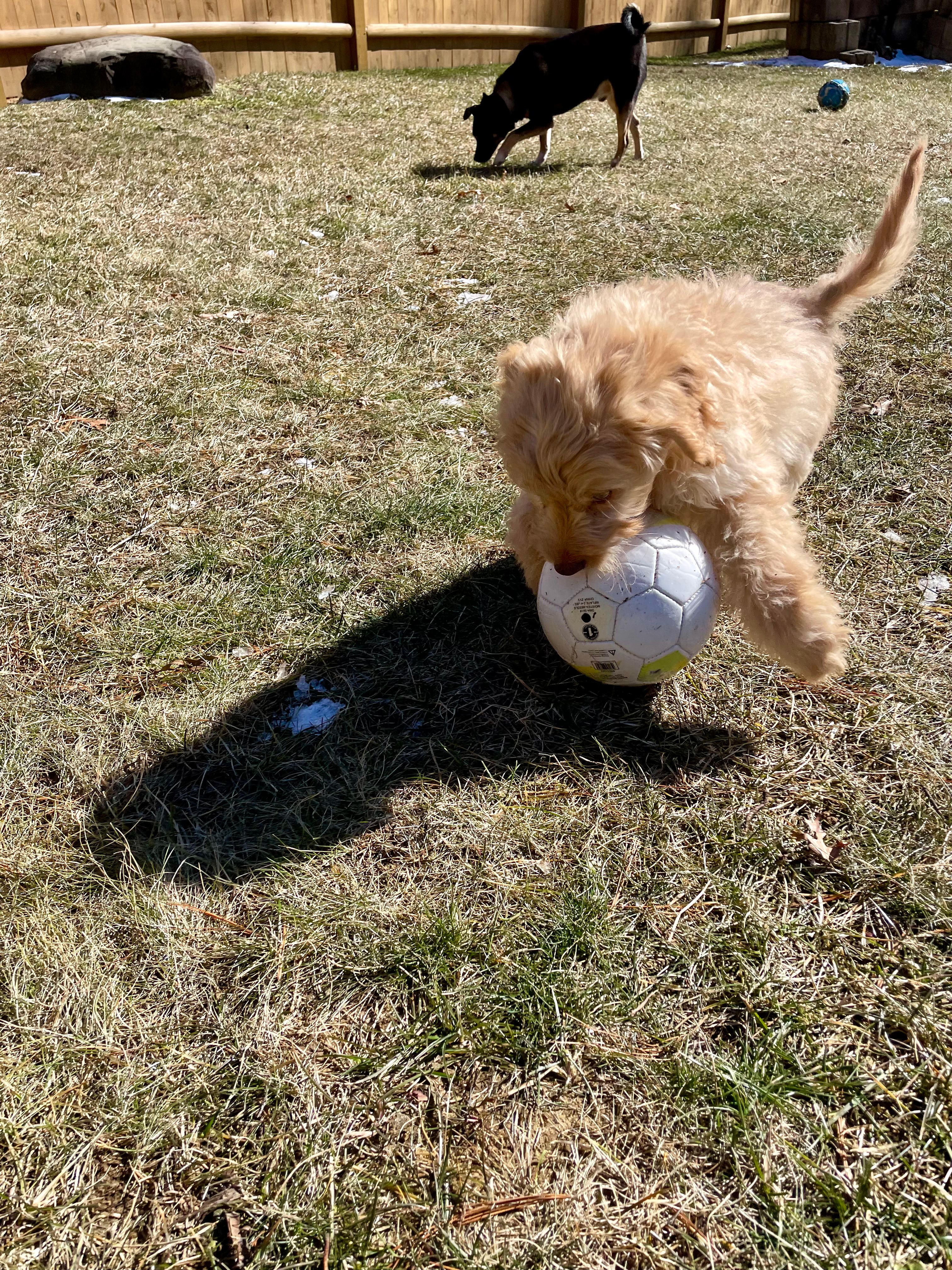 Mini Goldendoodle Pup Being Cute