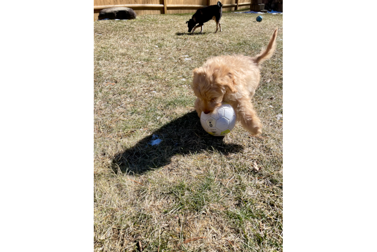 Mini Goldendoodle Pup Being Cute