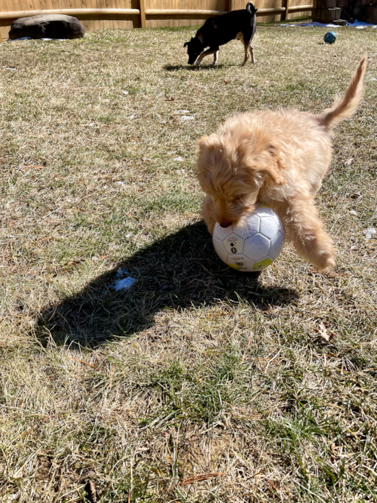 Mini Goldendoodle