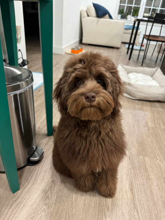 Cockapoo