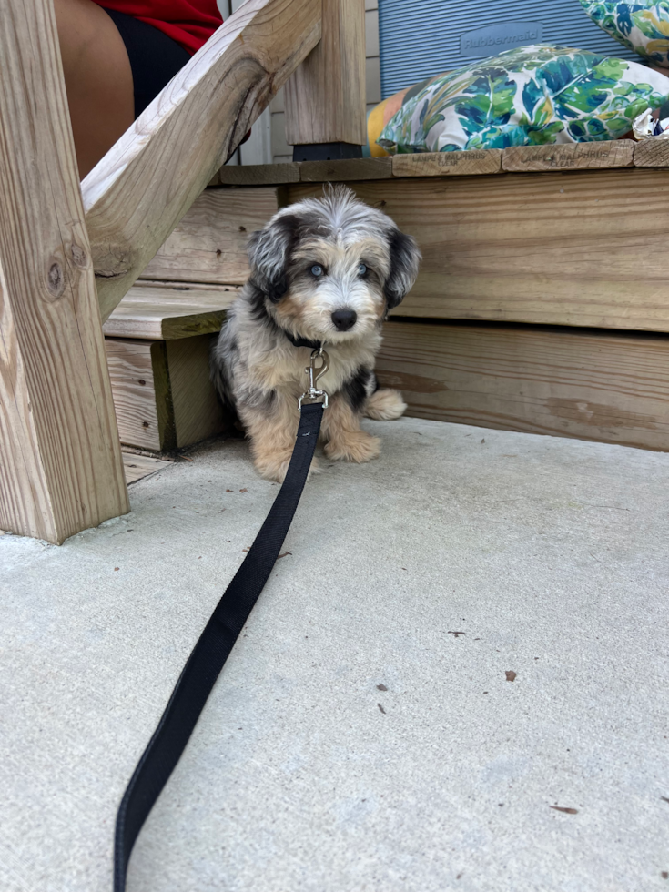 Sweet Mini Pomskydoodle Pup in