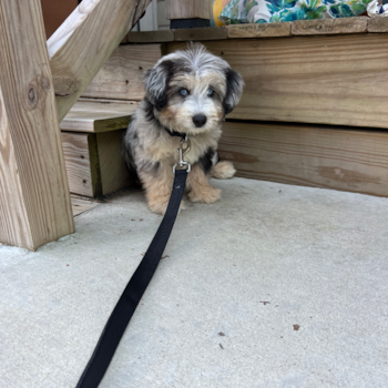 Sweet Mini Pomskydoodle Pup in