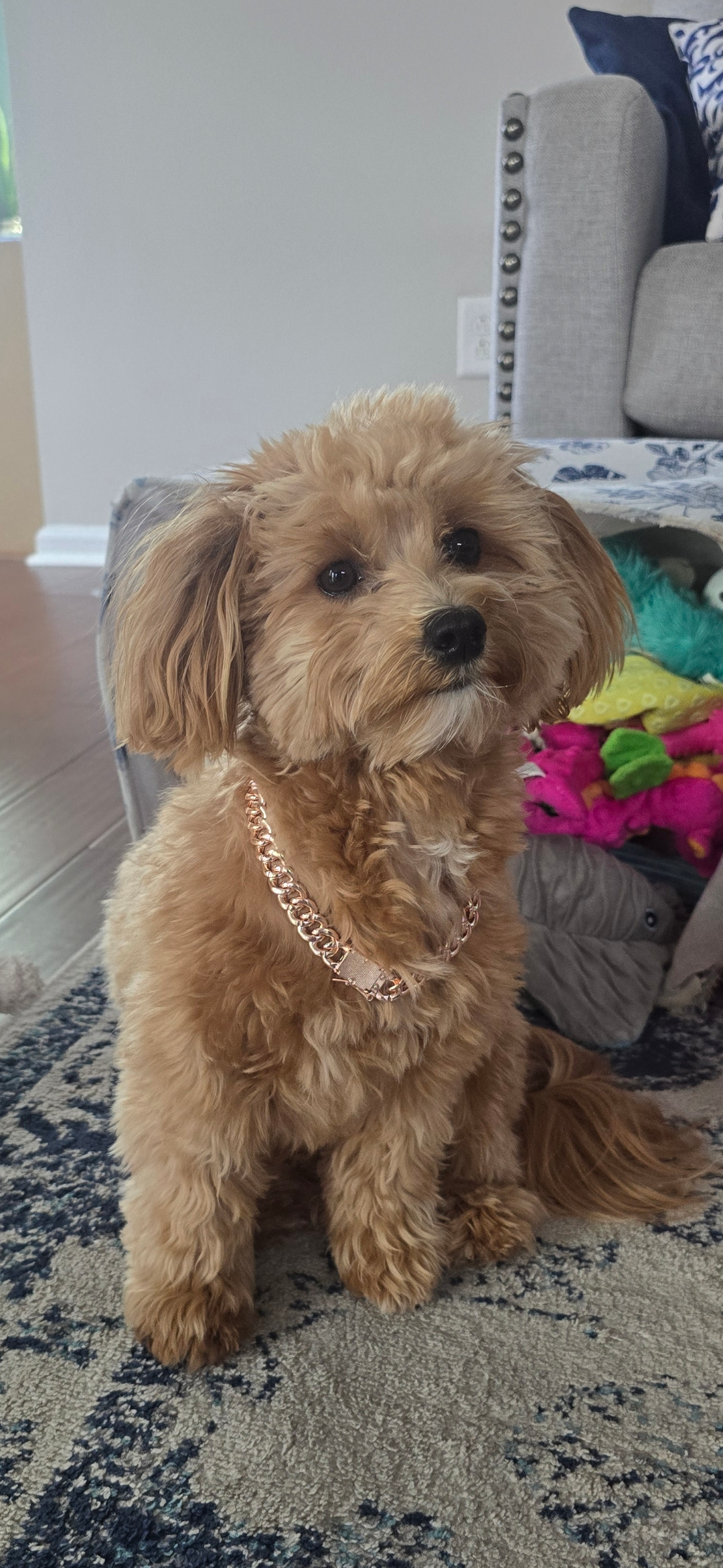 Sweet Maltipoo Baby