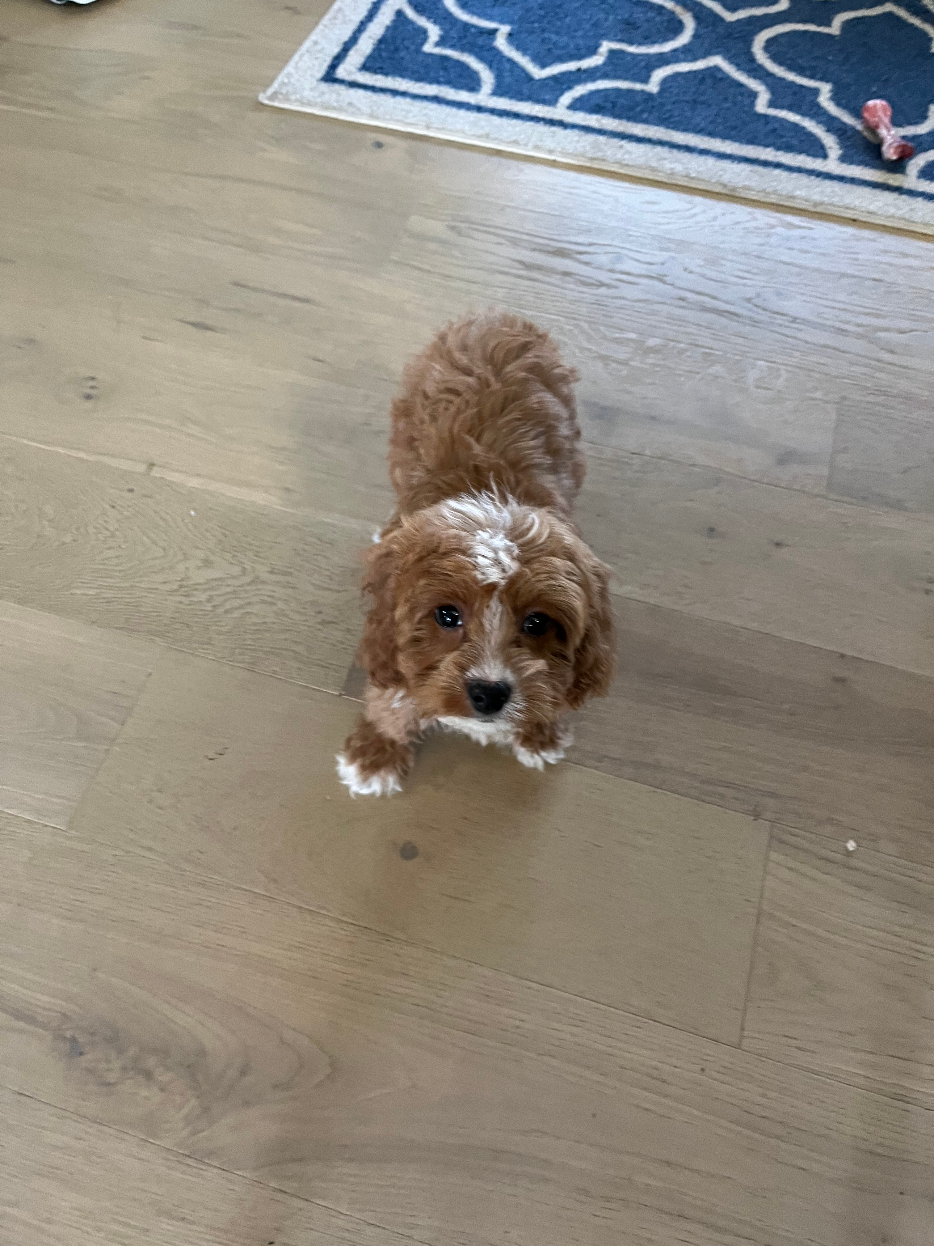Playful Cavoodle Poodle Mix Puppy