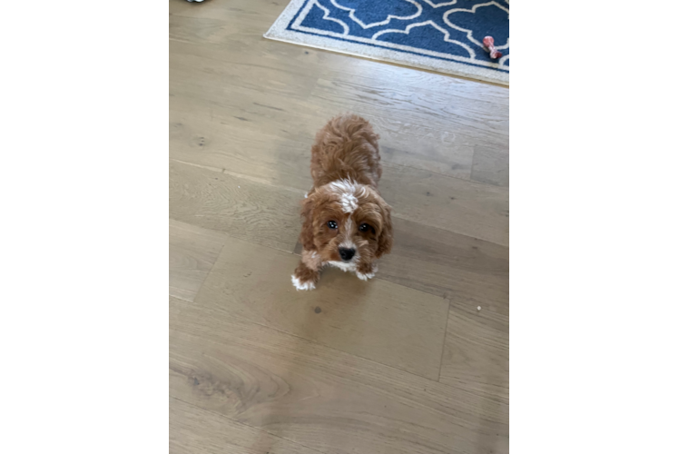 Playful Cavoodle Poodle Mix Puppy