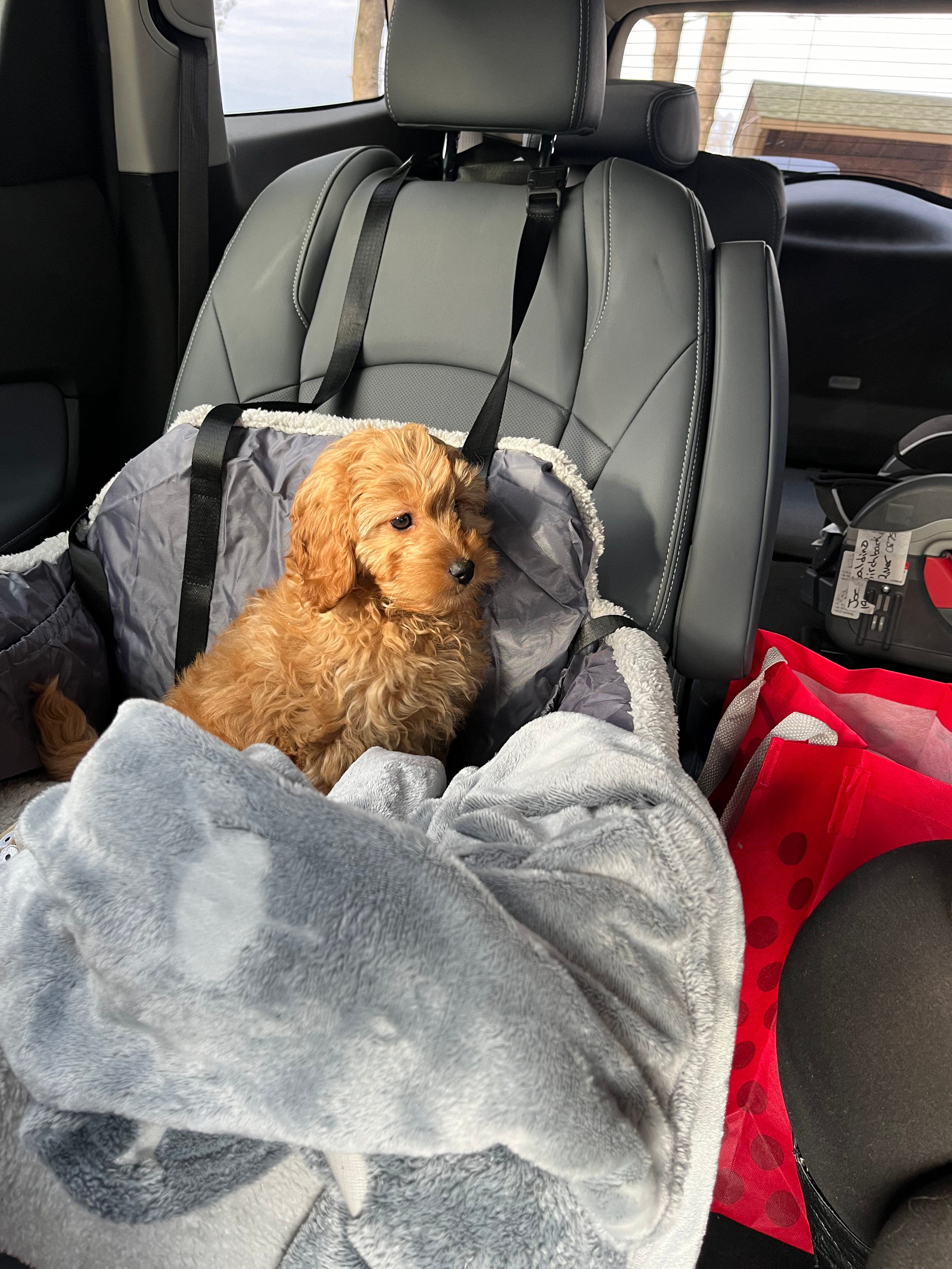 Small Mini Goldendoodle Baby