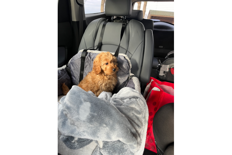 Small Mini Goldendoodle Baby