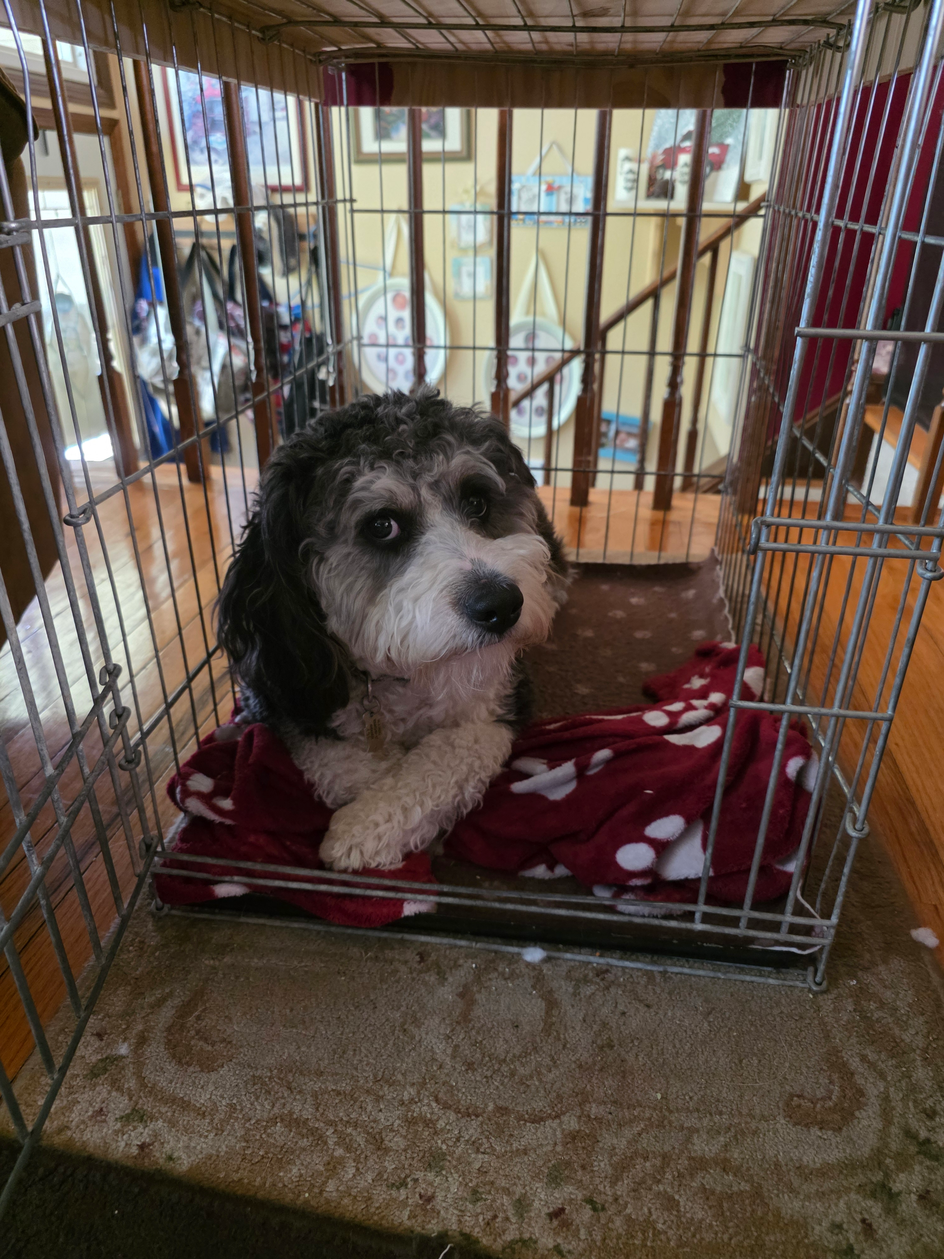 Mini Bernedoodle Pup Being Cute