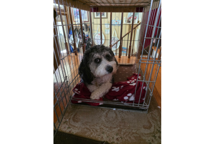 Mini Bernedoodle Pup Being Cute
