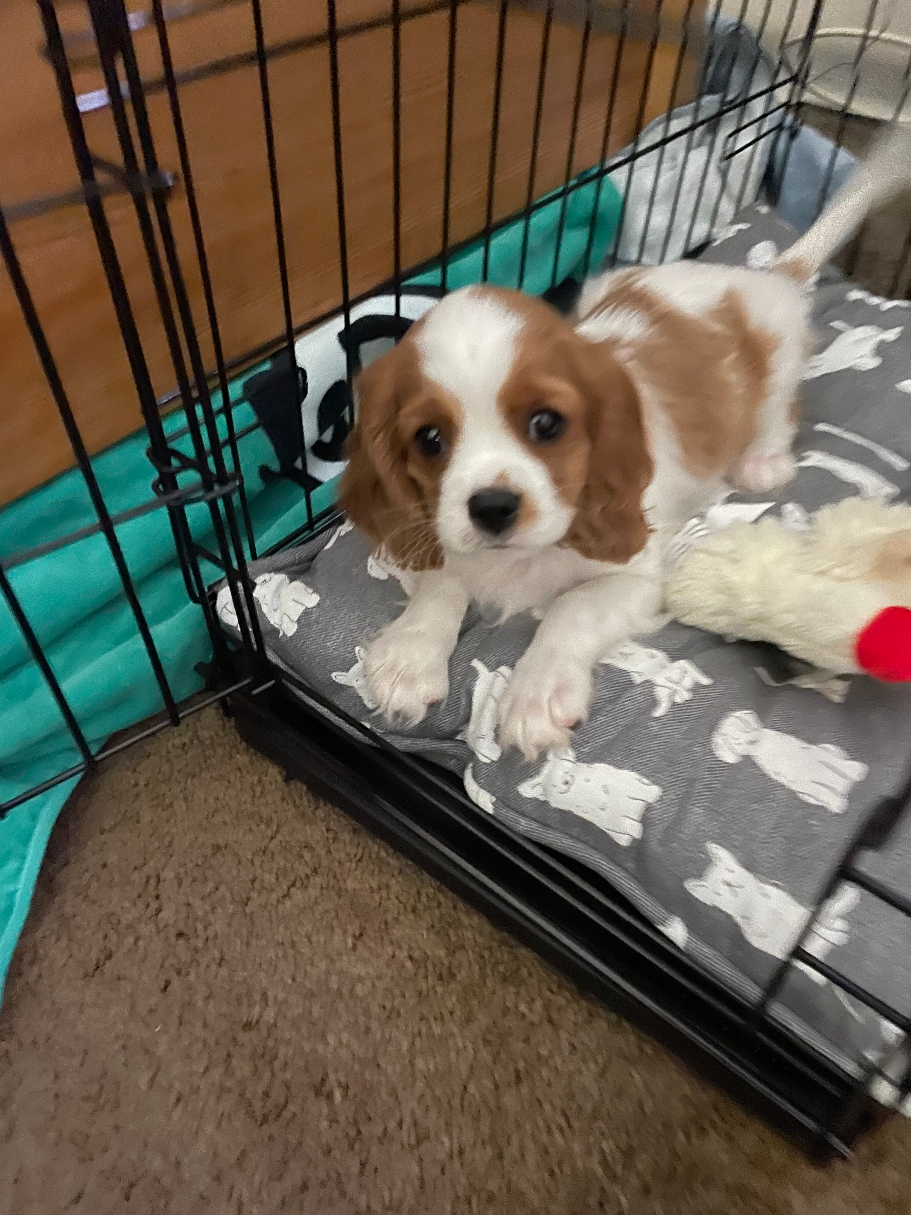 Best Cavalier King Charles Spaniel Baby