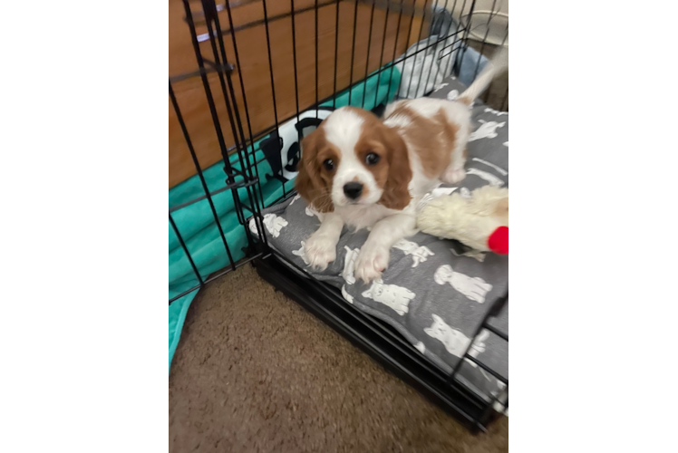 Best Cavalier King Charles Spaniel Baby