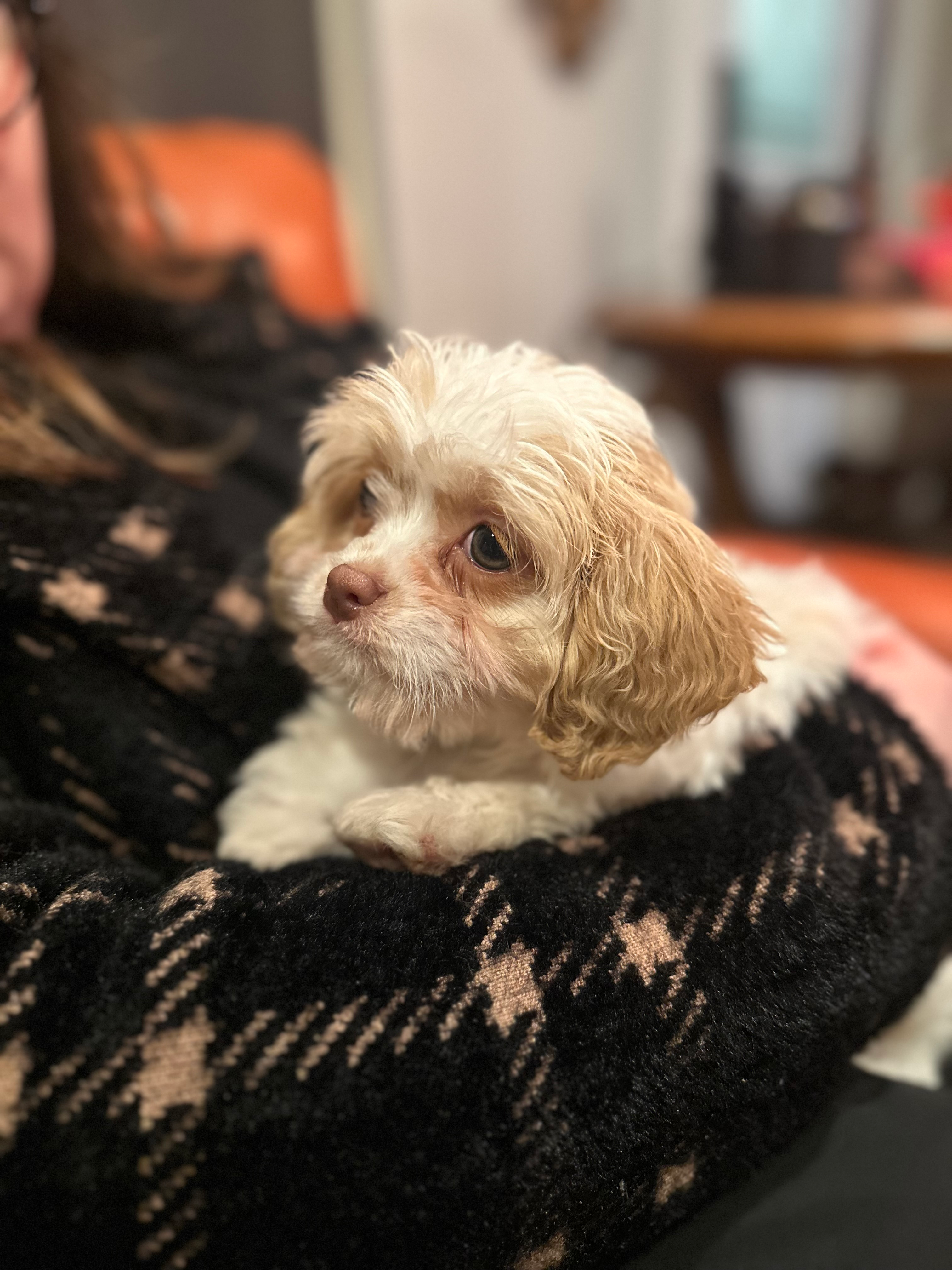 Cavapoo Puppy for Adoption